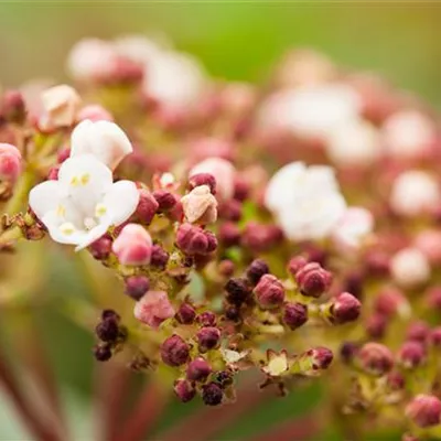 Viburnum tinus 'Purpurea'