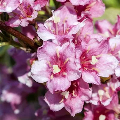 Weigela 'Nana Variegata' 
