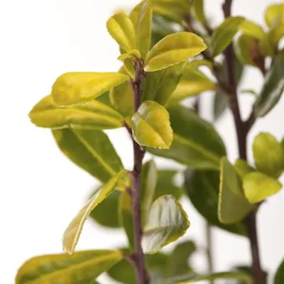 Ilex crenata 'Golden Gem' 