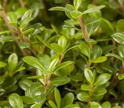 Ilex crenata 'Glorie Gem'
