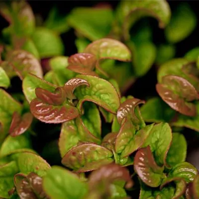 Leucothoe axalis 'Curly Red' 19 cm