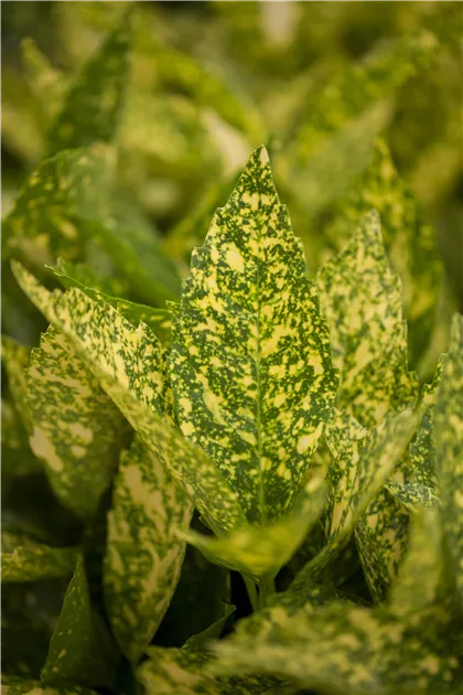 Aucuba jap. 'Variegata'