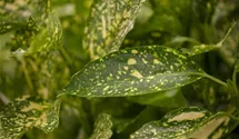Aucuba jap. 'Variegata'