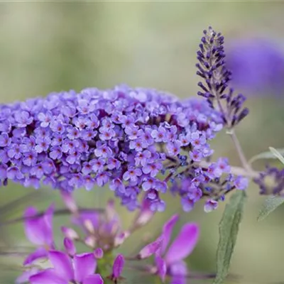 Buddleja davidii 'IIe de France'