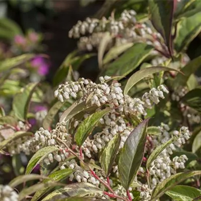 Leucothoe walteri 'Rainbow'