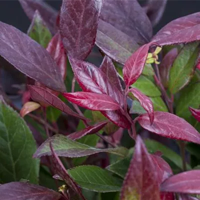 Leucothoe walteri 'Scarletta'