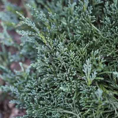 Juniperus horizontalis 'Wiltonii'