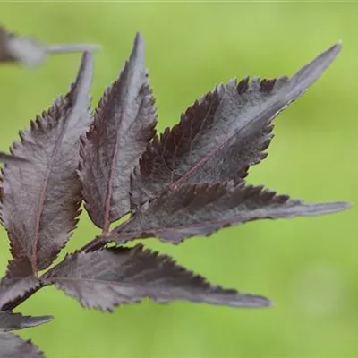 Sambucus nigra 'Black Beauty'-R-