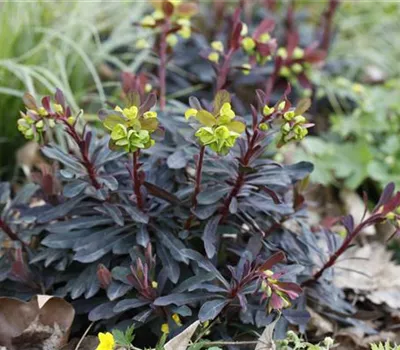 Euphorbia amygdaloides ´Purpurea'