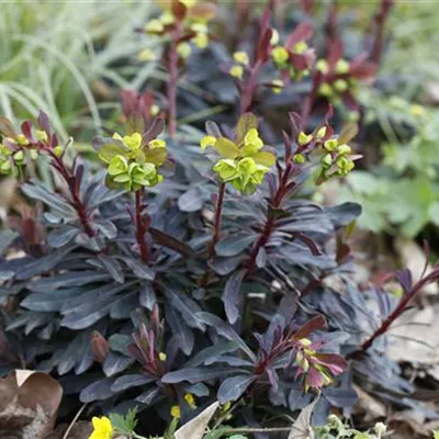 Euphorbia amygdaloides ´Purpurea'