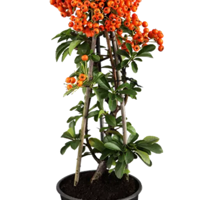 Pyracantha I coccinea 'Red Column'