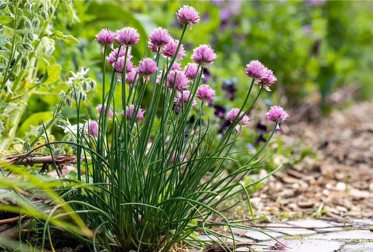 Allium schoenoprasum
