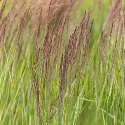 Calamagrostis acutiflora ´Overdam`