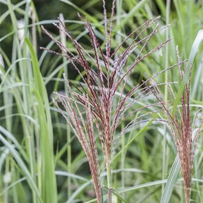 Miscanthus chin. 'Malepatus' 