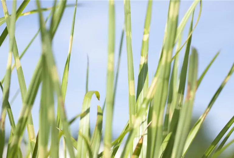 Miscanthus sinensis 'Strictus'