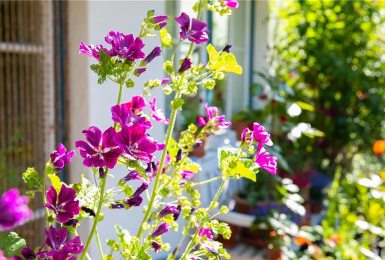 Malva sylvestris ssp. mauritiana