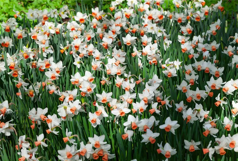 Narcissus cyclamineus