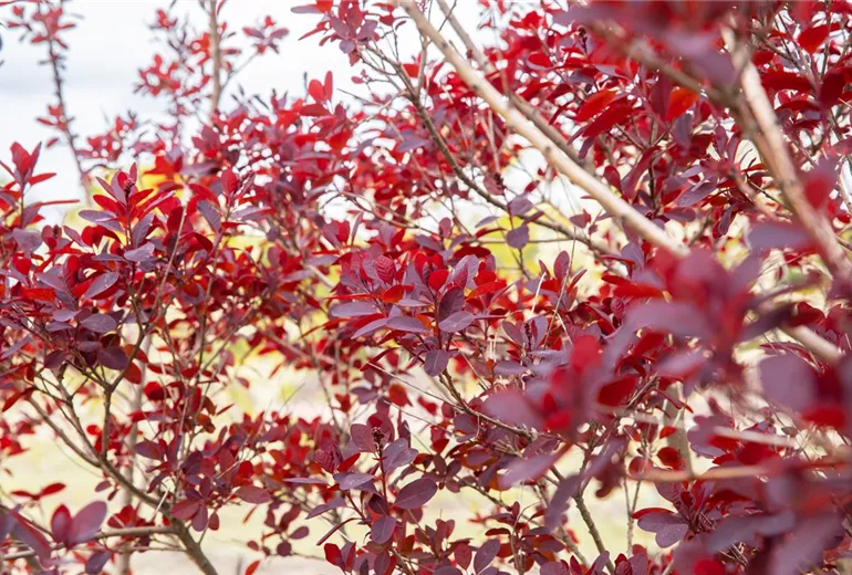 Cotinus coggygria, rot