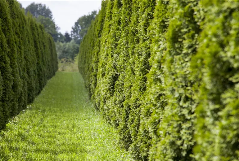 Thuja occidentalis 'Smaragd'
