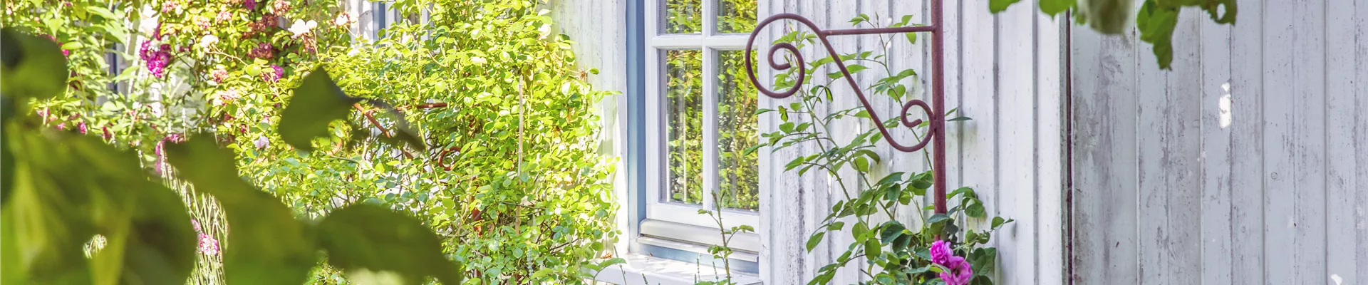 Hauswand mit Rosen