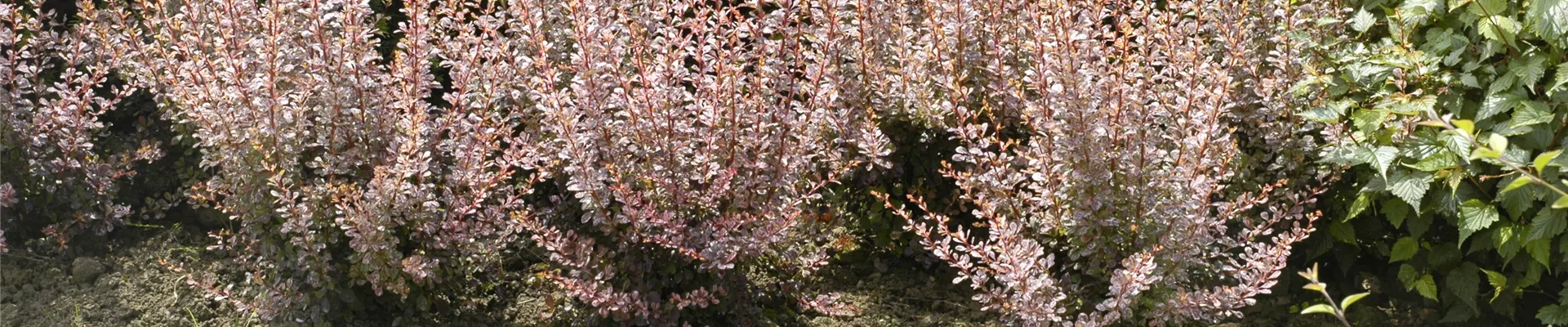 Berberis