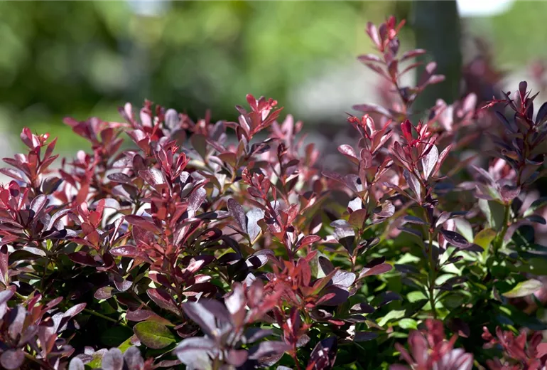 Berberis thunbergii 'Atropurpurea Nana'