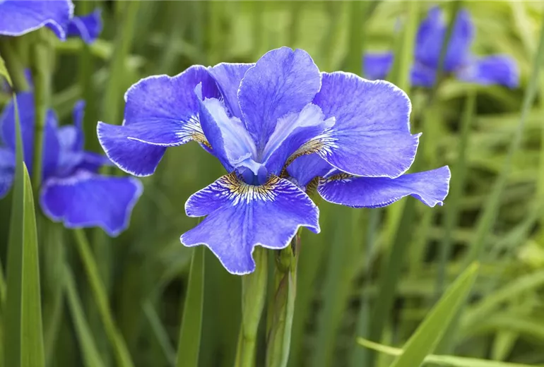 Iris sibirica 'Silberkante'