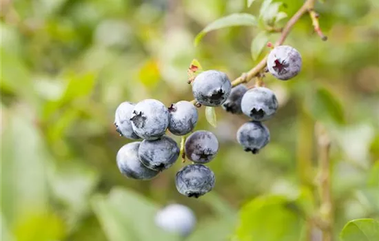 Die Ernte bei Obstgehölzen – Was kann wann genascht werden?