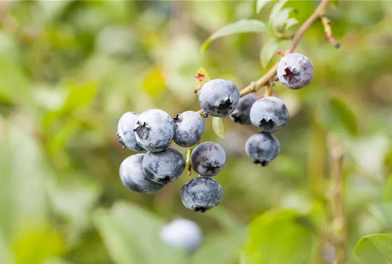 Vaccinium corymbosum