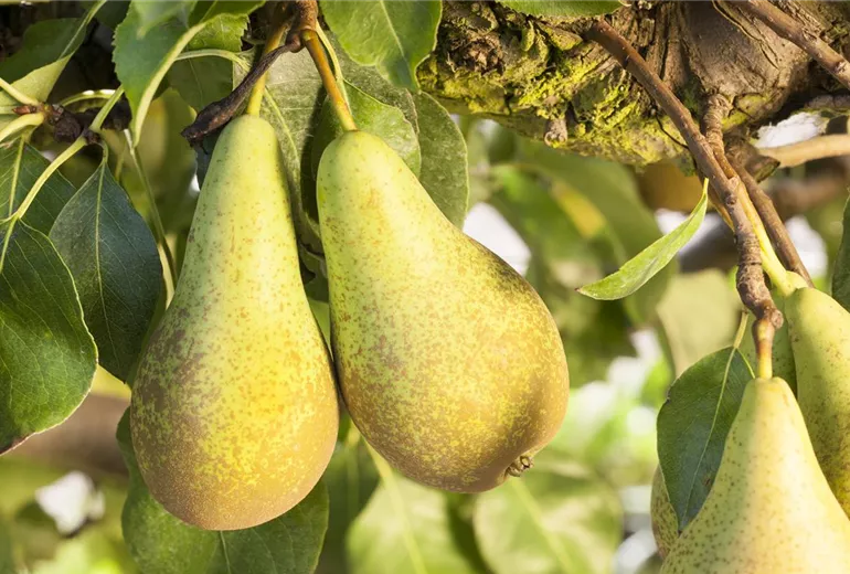 Pyrus communis 'Conference'