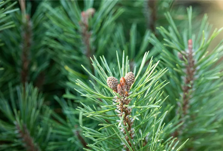 Pinus mugo 'Slavanii'