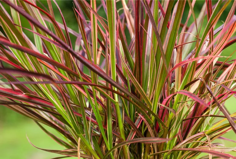 Pennisetum setaceum 'Fireworks'(s)