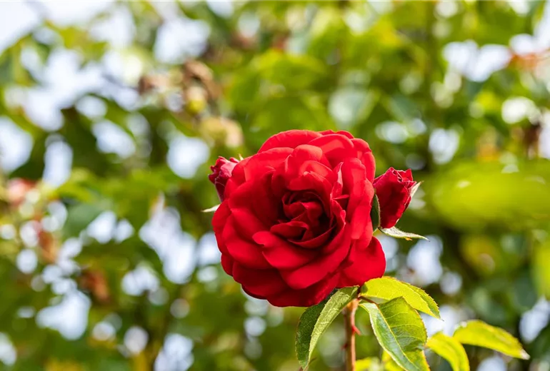 Kletterrose, rot