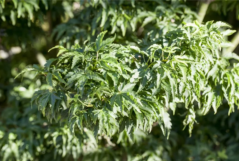 Acer palmatum 'Shishigashiri'