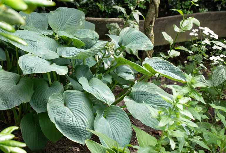 Hosta sieboldiana