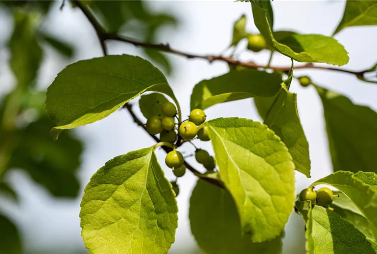 Celastrus orbiculatus