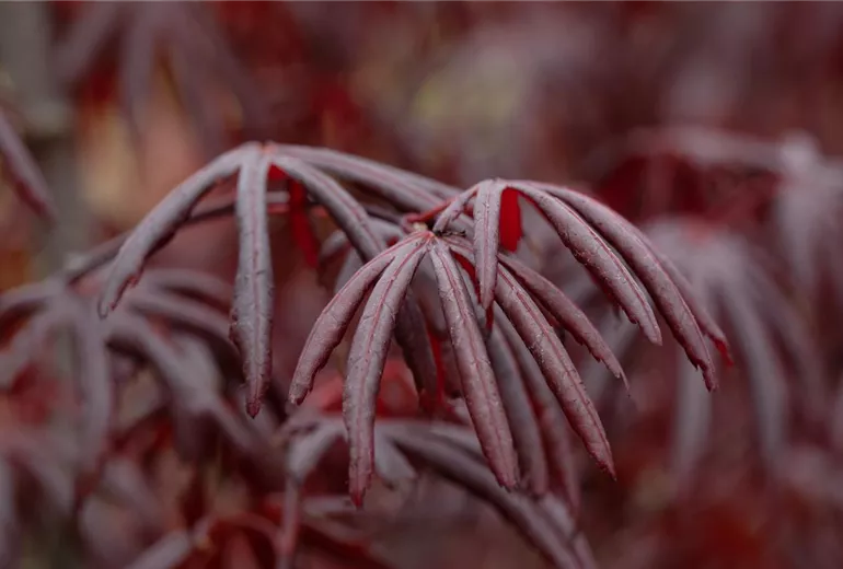 Acer palmatum 'Trompenburg'