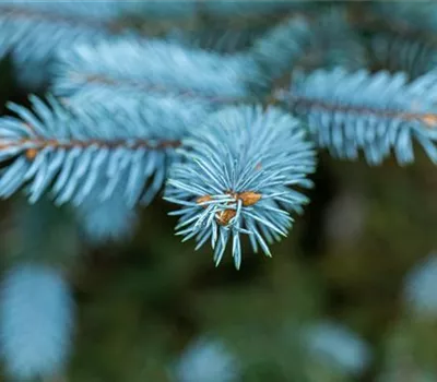 Gartengestaltung mit Nadelgehölzen – Ein immergrüner Garten