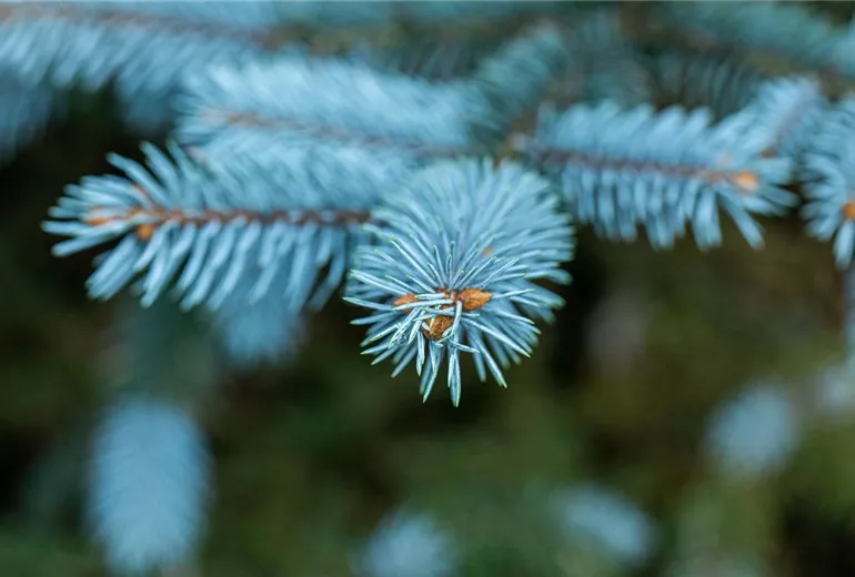 Picea pungens 'Dittersdorfer Zwerg'
