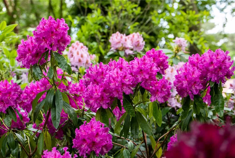 Rhododendron großblumig, pink