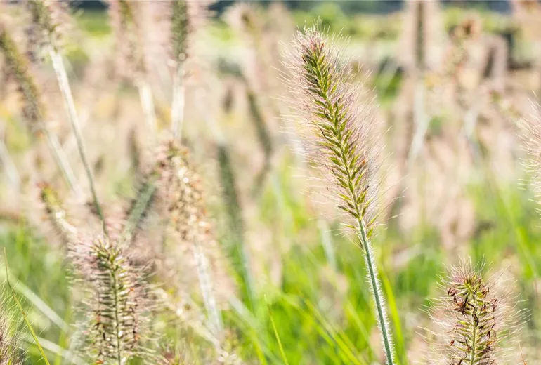 Pennisetum alopecuroides 'Hameln'