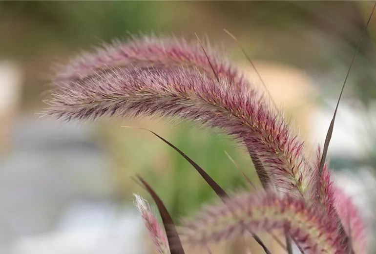 Pennisetum setaceum 'Rubrum'