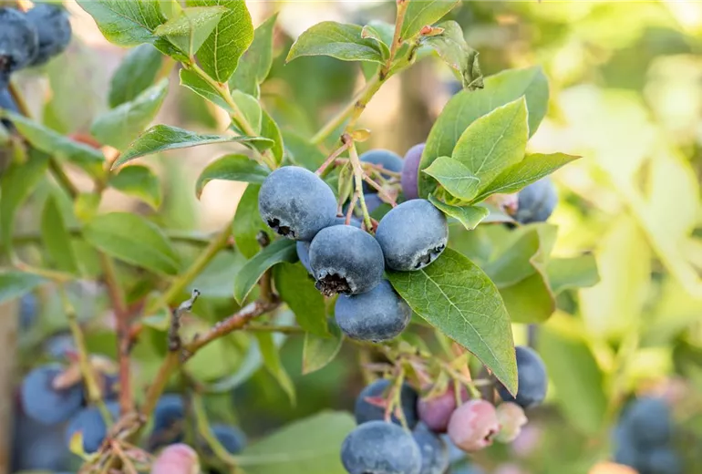 Vaccinium corymbosum 'Bluecrop'