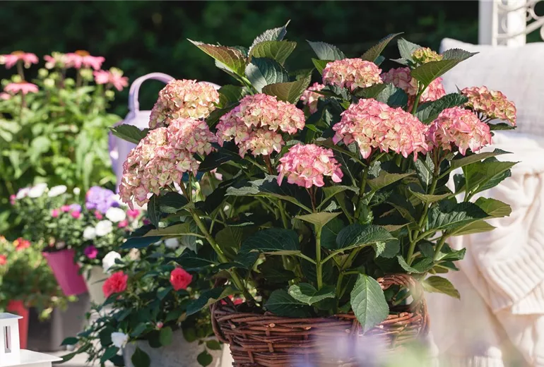 Hydrangea macrophylla, zweifarbig