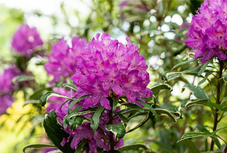 Rhododendron ponticum 'Variegatum'
