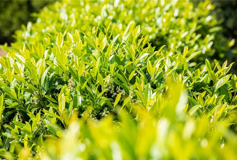 Prunus laurocerasus 'Caucasica'