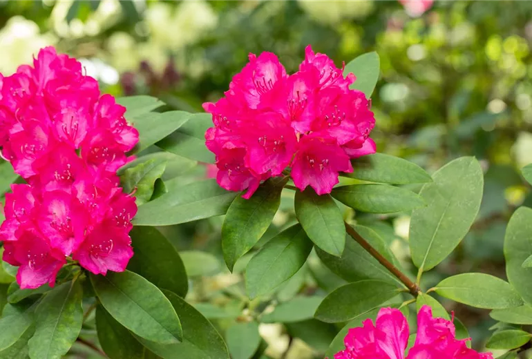 Rhododendron 'Roseum Novum'