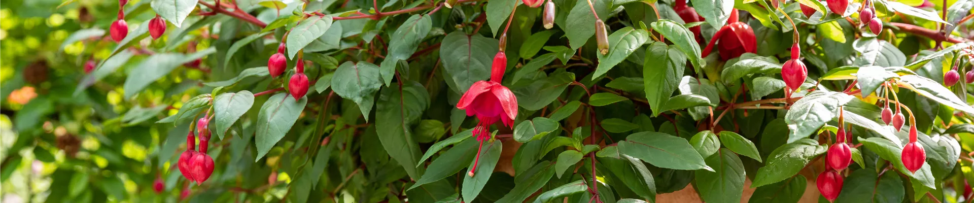Fuchsia Hybride, hängend