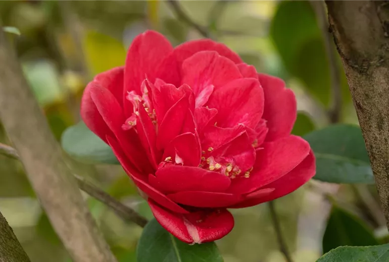 Camellia japonica, rot
