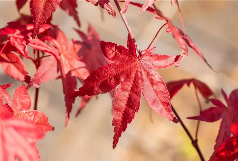 Acer palmatum 'Beni Maiko'